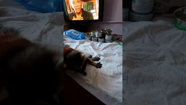 Енот Витюша нежится