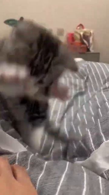Прикольный котик))