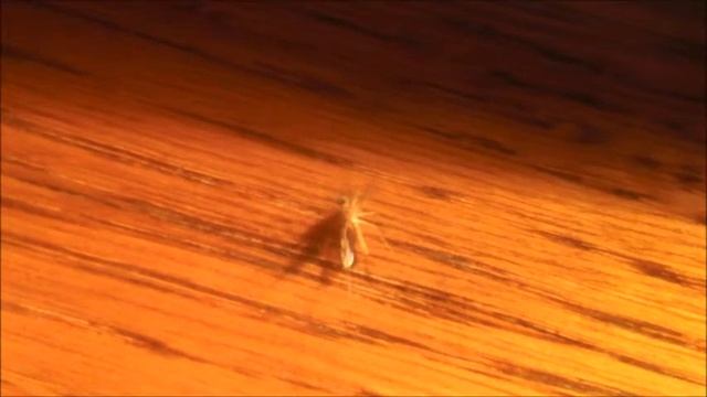 комар хард басс