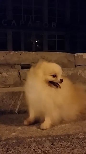 Померанский шпиц Ричард🐾🌟