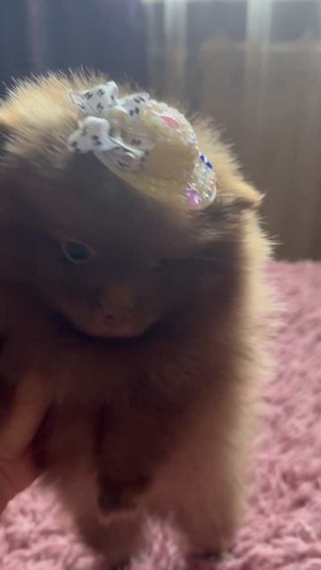 Шпиц, померанский шпиц, мини девочка. #animalshorts #cutepuppy #мини #puppy
