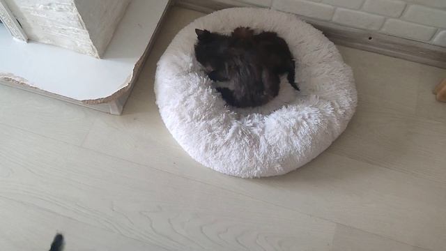 Продажа😃Питомник Йорк & Шпиц.Elite Pets,Крым, Евпатория 🌞Вопросы+79788972514 Доставка возможна 🥰