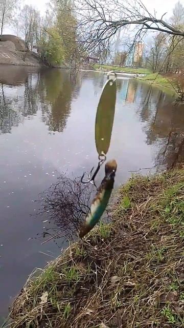 Трофейная рыбалка #рыбалка #рыбалканащуку #трофейнаяр