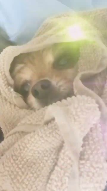 шпиц#милота#доброе#утро