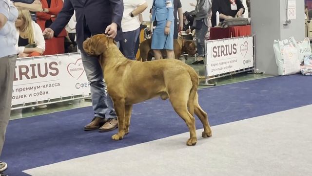 монопородная выставка бордоский дог май 2024