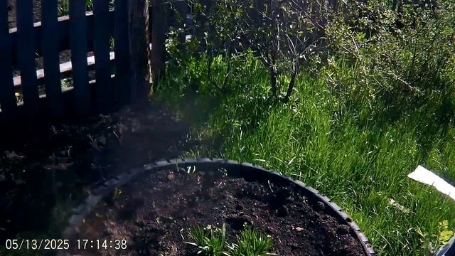 ПРОДОЛЖАЕМ ПРИБОРКУ ОГОРОДА. ч.3