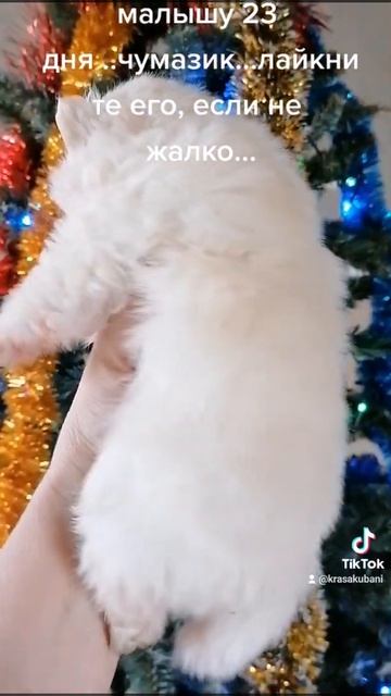 Шпиц  Щенки  Собаки