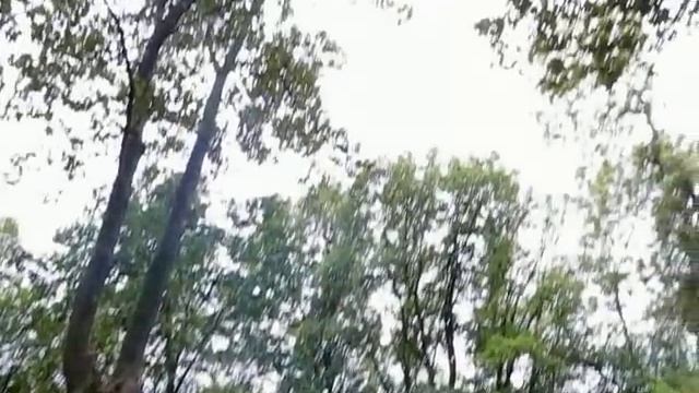 Світовид осінній на горі Богит