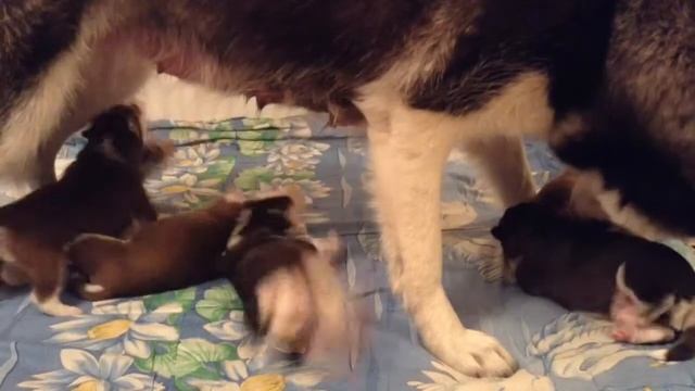 Щеночки хаски 7 день Husky Puppies 7 Days