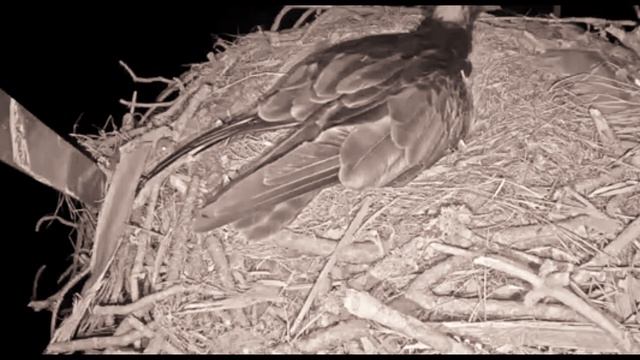 🐸 Лягушка и скопа