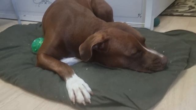 Обиделась Анхель на меня/ что с дачи в город привезли/ Иллашонок молодец без обид