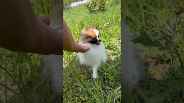 Мальчишка мини, 6 мес.