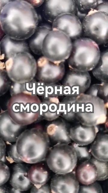 # Иркутск 2 # Ягода Чёрная Смородина # Август # 2023 г