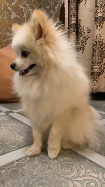 Шпиц ждет команду.