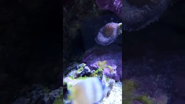 Как мы прокатились в Гамбург) серия 27. Аквариум