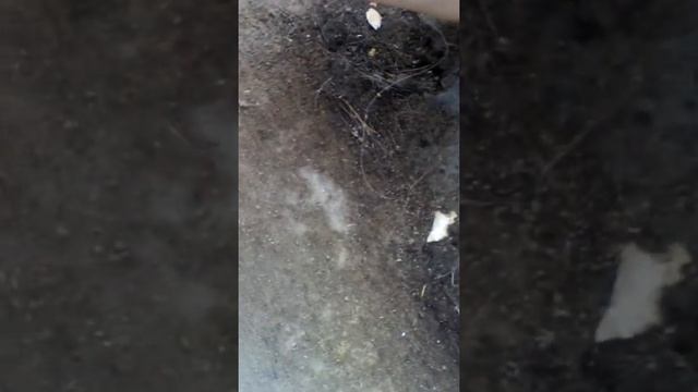 Я учу командами собаку