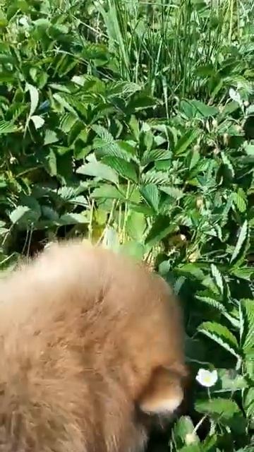 девочка оранж, 01.04.23 г.р