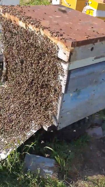 пчелы бездельничали, пришлось их растормошить для работы