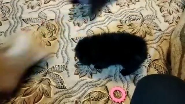 Малыши щеночки шпица.