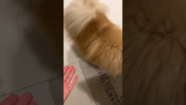 Авокадыш не дает Басе спать!