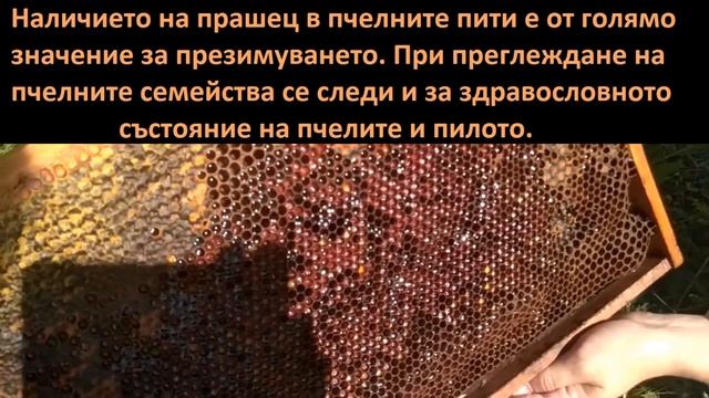 Грижа за пчелните семейства през Август