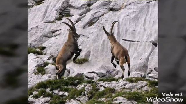 Кто научил козлов скакать.