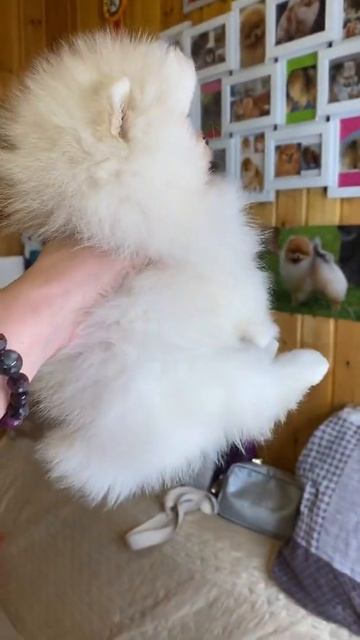 Померанский шпиц мишка мальчик белый крем