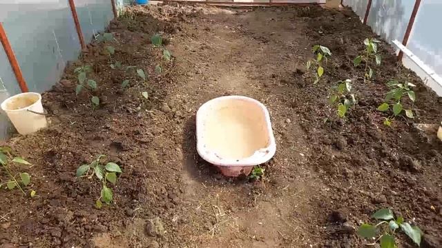 Собаки, рассада, теплицы.