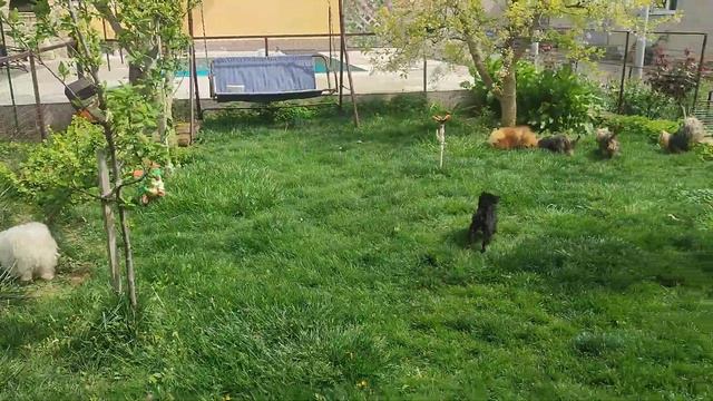 Гуляем,✌️гуляйте с нами 🤗Всем добра,солнца,мирного неба.Продажа щенков доставка по миру+79788972514