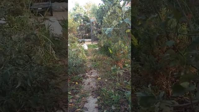 Шпиц Цаца не отдает любимый мячик (Spitz Tsatsа Does Not Give His Favorite Ball)