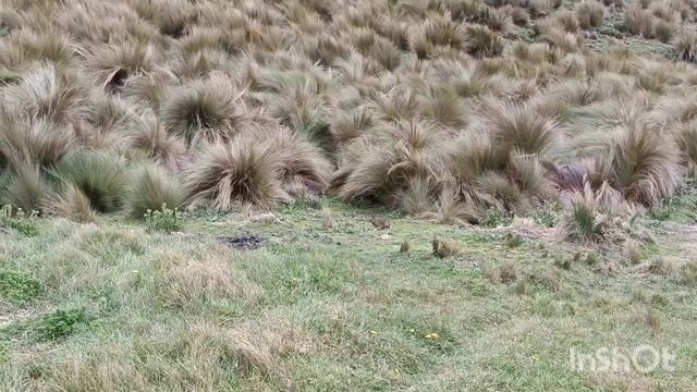 Эквадор. Вулкан Чимборасо, прогулка с ламами!