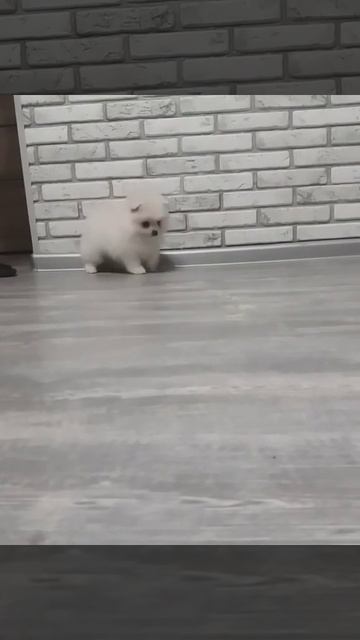 Померанский шпиц мальчик в продаже д.р.10.01.18г.