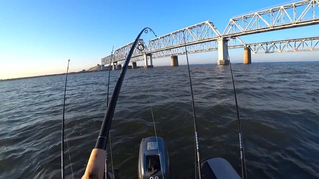 #рыбалка на дону #сазан клюет 3 сразу все позапутал ....выход рыжего...