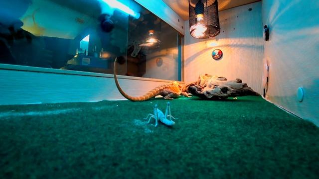 Как ест бородатая агама . Bearded Dragon Eating.