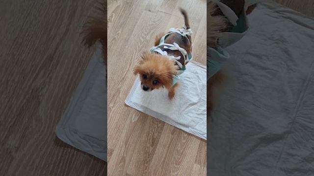 Кимуля , шпиц душечка из приюта  💕. Девочка с алопеция 🌹🌹🌹