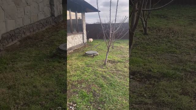 Стафорд и немецкий шпиц & German Spitz