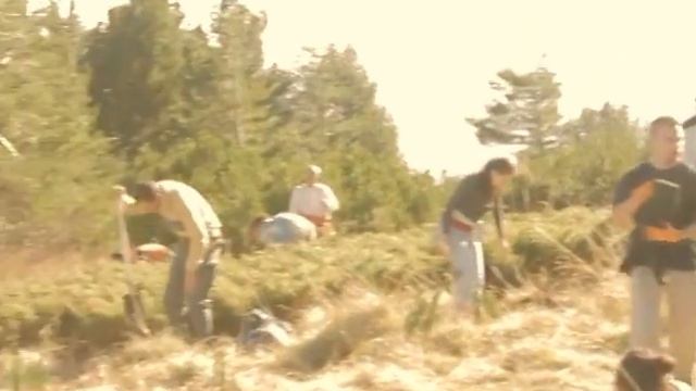 Доброволческа акция по засаждане на клекове на Витоша