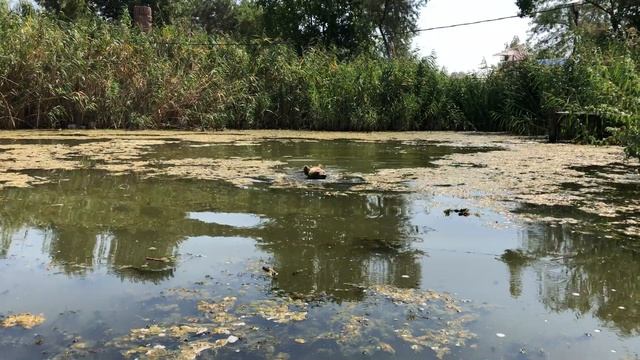 Медведь Том в речке Анапка 24.08.2019