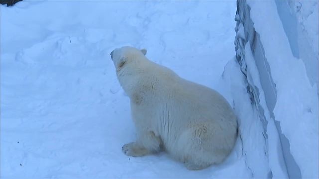 Герде нравится когда ей бросают снежки 02.02.2021