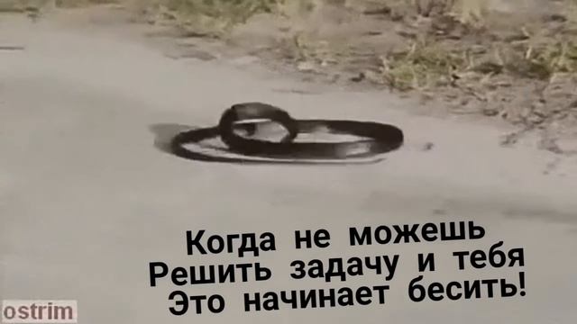 Прикол со змеёй!)