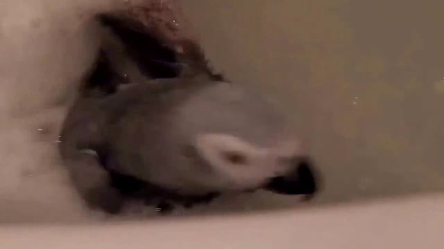 Смешные Попугаи! Попугаи И Кошки!