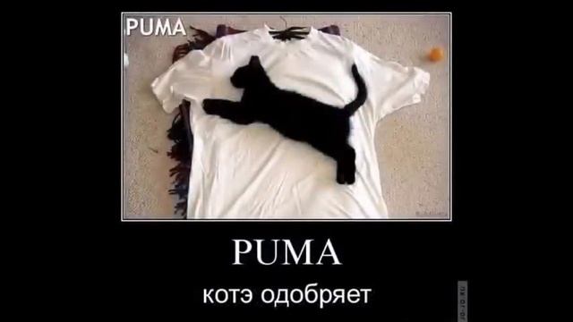 Забавные кошки.  Демотиваторы про котэ.