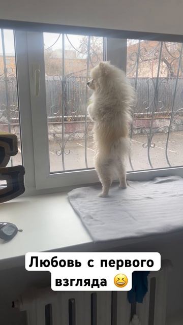 В его сердце хватит места для всех #шпиц #караганда