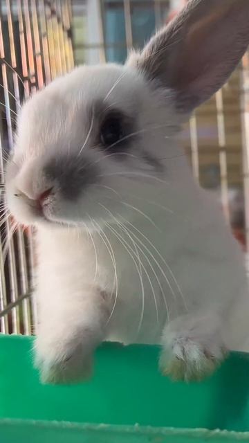 Милый кролик мимими