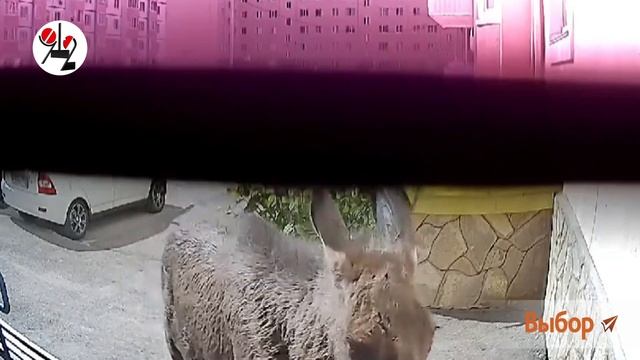 2554b292dc52ad0064af5a5f99d166c8