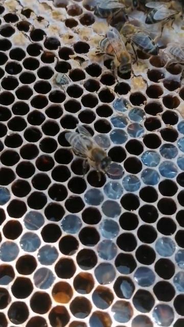 Пьют воду из сот