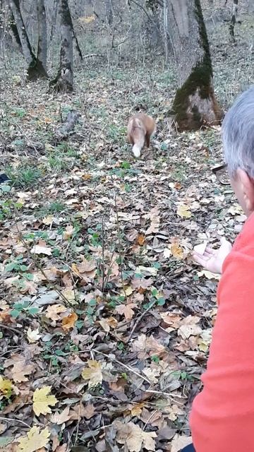 Лиса на Машуке. Ни страха, ни почтения😂