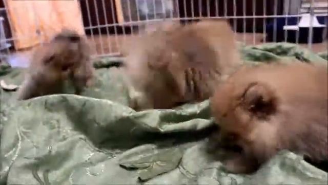 Мой фильм про шпицов