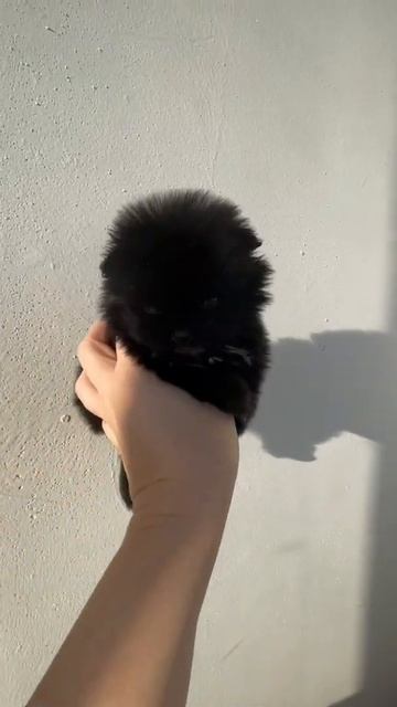 Мальчик микро померанскиц шпиц . Продаётся