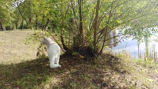 Кот Снежок устроил у уток переполох!